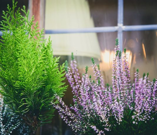 Home Gardens Home Gardens